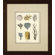 Phoenix Galleries Varieties of Coral Giclee Print
