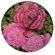 Lexington Studios Peonies Decorative Wall Clock