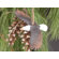 Adventure Marketing 5" Flying Eagle Ornament