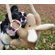 ABO Gear Kangaroo with Rope Dog Toy