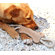 ABO Gear Tug Bone Dog Toy
