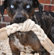 ABO Gear Knotted Braided Dog Toy