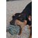 ABO Gear Ball with Handle Dog Toy