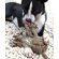 ABO Gear Crazy Ball Dog Toy