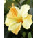 Flora Novara 42" Artificial Hibiscus Plant with Yellow Flowers