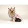 Max's Closet Garden Dog Sweater with Hat