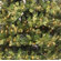 Vickerman Co. Prelit Country Pine Wreath with Clear Lights