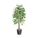 Vickerman Co. Blue Ridge Fir Executive American Elm Tree
