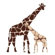 Avalisa Animal - Reticulated Giraffe Stretched Wall Art