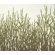 Inhabit Field Grass Stretched Wall Art in Moss
