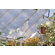 Poly-Tex Essence Polycarbonate Greenhouse