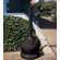 Commercial Zone Smokers Outpost Cigarette Receptacle