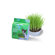 Van Ness Cat Oat Garden Kit