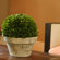Napa Home and Garden Preserved Boxwoods Large Preserved Greens Ball Pot