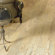 Columbia Flooring Amelia 5" Solid Hardwood Ash in Ivory