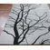 nuLOOM Pop Tree Branches Grey Rug