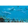 Room Mates Dolphin Chair Rail Prepasted Mural 6' X 10.5'
