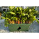 Garden Patch Grow Rectangular Box Planter