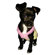 Hip Doggie Strawberry Bubble Gum Dog Tank