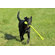 The Perfect Leash Dog Toy