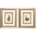 Shell IV and VI Print Set - 11" x 13"