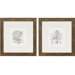 Flower Impressions Hyacinthus/Cinera Set of Two Framed Print