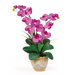 Double Phalaenopsis Silk Orchid Arrangement in Orchid