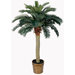 Silk Sago Palm Tree