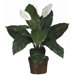 Silk Spathyfillum Plant with Wicker in Green