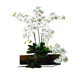 Phalaenopsis Stem in Cream (Set of 12)