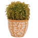 Barrel Cactus Silk Plant