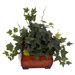 Puff Ivy with Chest Silk Plant