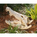Crocodile Skull Artifact Statue