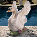 Majesty of Swan Lake Statue