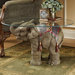 Jaipur Elephant Festival Coffee Table