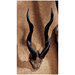 Kudu African Wall Trophy (Set of 2)