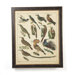 Aviary 3 on Canvas Framed Print