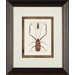 Beetle 1 Framed Print