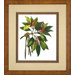 Budding Branches 3 Framed Print