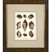 Varieties of Mollusk Framed Print