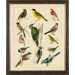 Aviary 2 on Canvas Framed Print