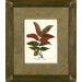 Bitternut Framed Print