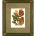 Engelman Oak Framed Print