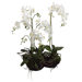 33" Two Phaleanopsis Orchid Plant in White