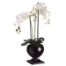 29" Phaleanopsis Orchid with Black Urn in White