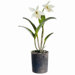 22" Cattleya Orchid Plant with Clay Pot