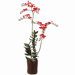 38" James Vanda Orchid Plant with Terra Cotta Pot