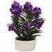 30" Vanda Orchid Plant with Terra Cotta Pot