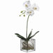 26" Phalaenopsis Orchid Plant with Hurricane Glass Vase