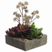 Aeonium, Sedum, Echeveria in Cement Pot
